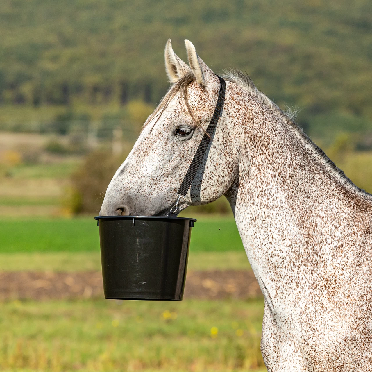 Secchio d'alimentazione per cavalli, 12 l