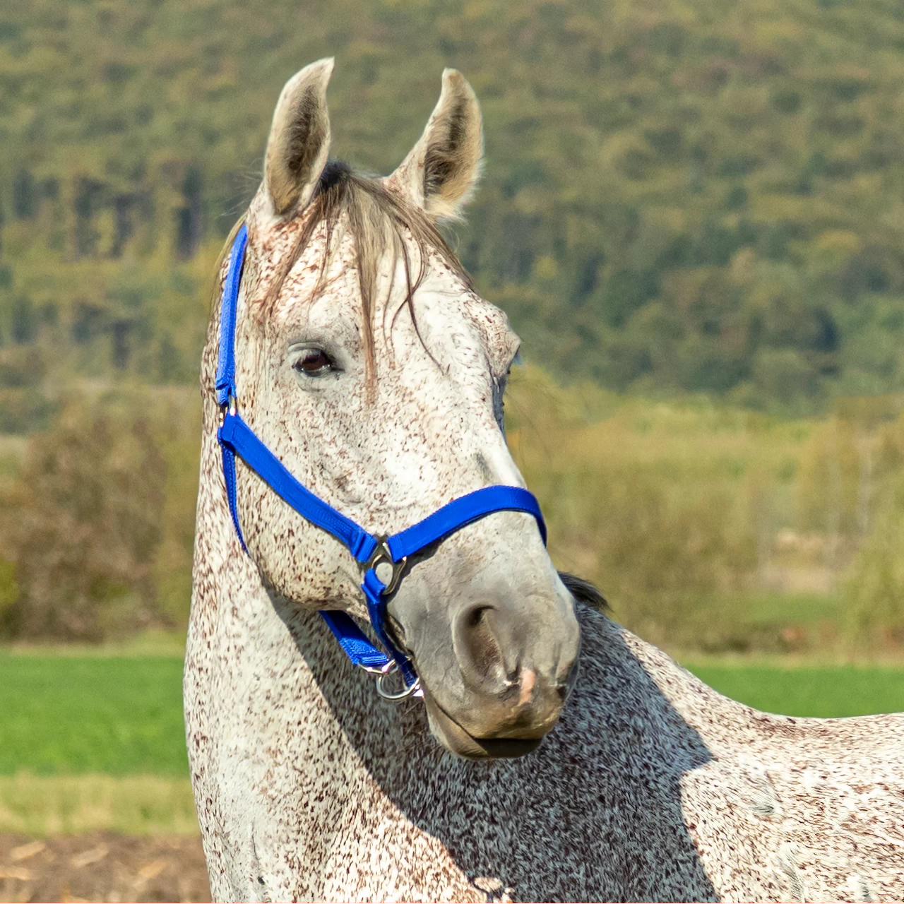 Briglia per cavalli, mucche e tori, blu