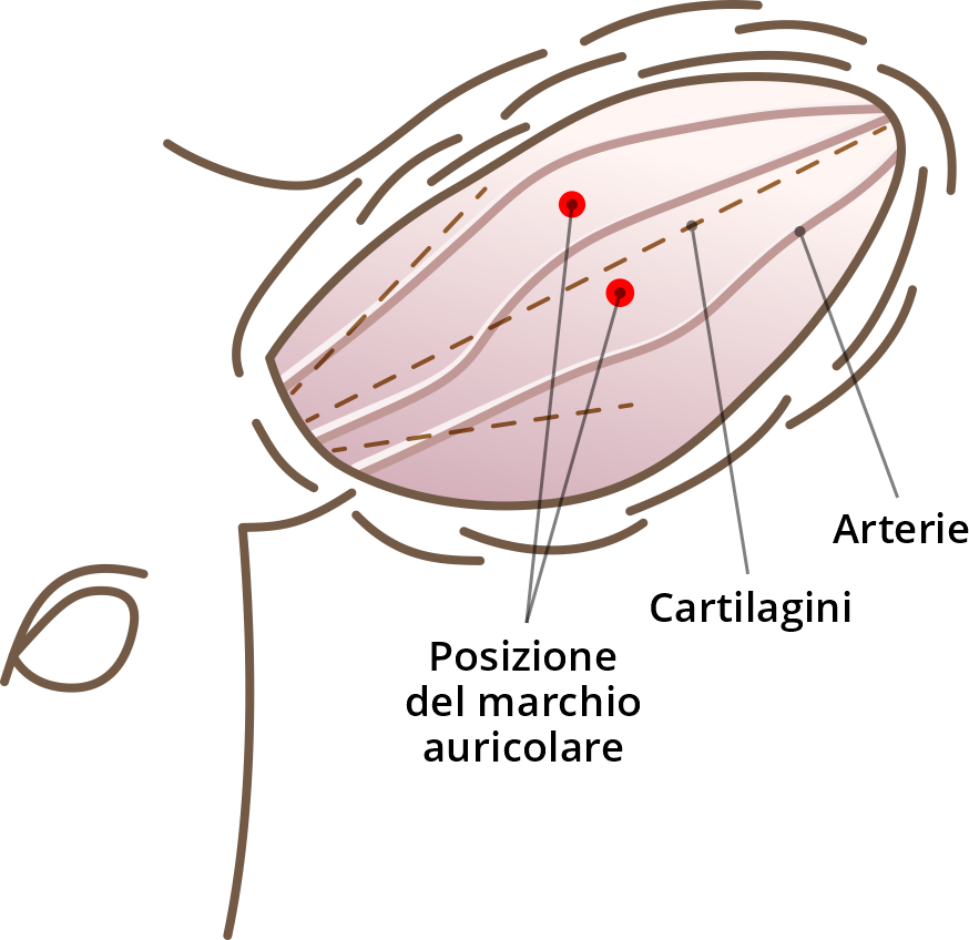 Le posizioni coretti per marchi auricolari ai bovini