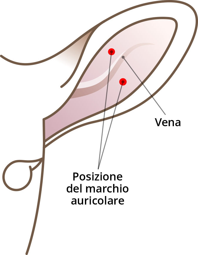 Posizionamento coretto per marchi auricolari ovine