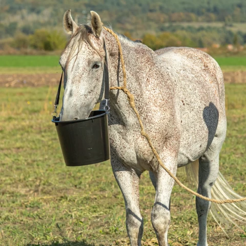 Secchio d'alimentazione per cavalli, 12 l