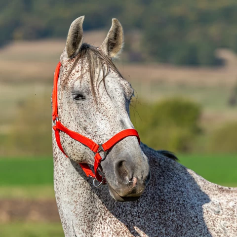 Briglia per cavalli, mucche e tori, rosso