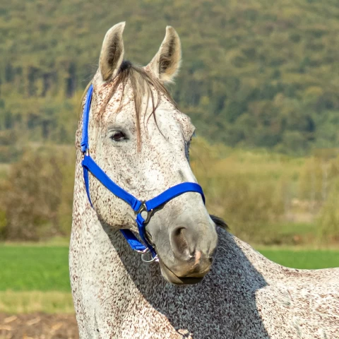 Briglia per cavalli, mucche e tori, blu